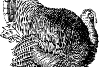 wild turkey coloring pages wild turkey coloring pages