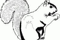 squirell coloring page squirell coloring page