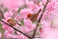 fond d ecran gratuit printemps oiseaux fond d ecran gratuit printemps oiseaux