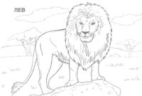 african safari coloring pages