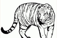 download tigre dessin a imprimer pics download tigre dessin a imprimer pics