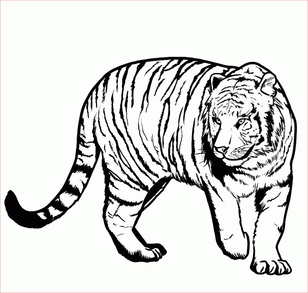 15 Excellent Coloriage Tigre Pics - COLORIAGE