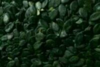 kurbiskerne einpflanzen