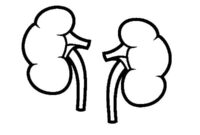 kidney coloring page kidney coloring page