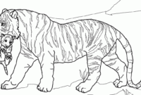 lion tiger coloring pages lion tiger coloring pages