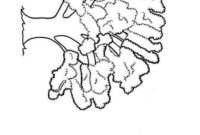 oak tree coloring page oak tree coloring page