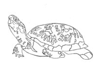 snapping turtle coloring page snapping turtle coloring page