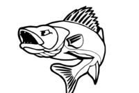walleye coloring page walleye coloring page