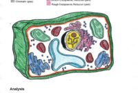 plant and animal cell coloring page