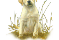 labrador dessin facile labrador dessin facile