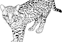 coloring page leopard coloring page leopard