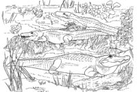 printable alligator coloring pages printable alligator coloring pages