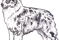 australian shepherd coloring pages