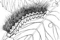 caterpillar coloring pages