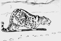 snow leopard coloring pages