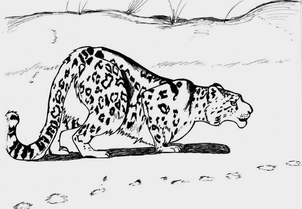 Snow Leopard Coloring Page - Coloring Home