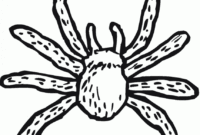 spider coloring page printable