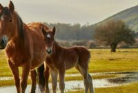 wie alt werden pferde wie alt werden pferde