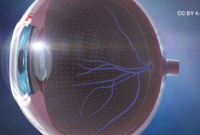 wie ist das auge aufgebaut