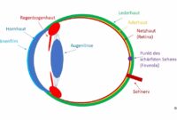 netzhaut des auges kreuzwortratsel