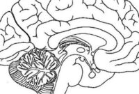 brain coloring pages brain coloring pages