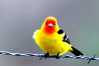 fond cran oiseaux exotiques