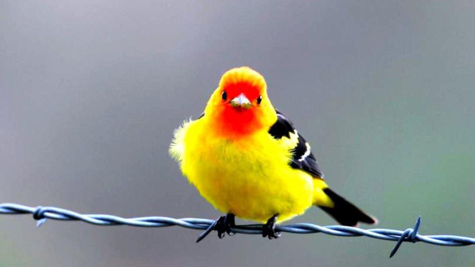 Fond Ecran Oiseaux - Page 4 encequiconcerne Fond D'?Cran Oiseaux