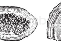 geode coloring pages geode coloring pages
