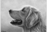 dessin de golden rechiver