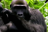 view a honda monkey gif view a honda monkey gif