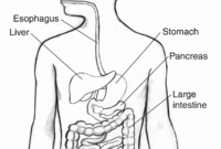 printable digestive system coloring page
