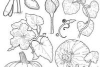 pumpkin life cycle coloring page pumpkin life cycle coloring page