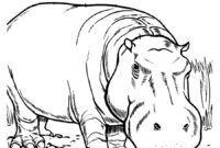 hippo coloring pages
