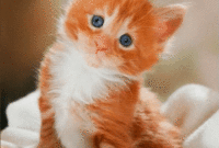 download dessin a imprimer kawaii mignon gif