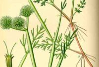 get r ammi pics get r ammi pics