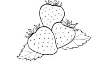 strawberries coloring page strawberries coloring page