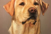 dessin labrador facile