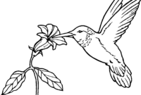 hummingbird coloring page hummingbird coloring page
