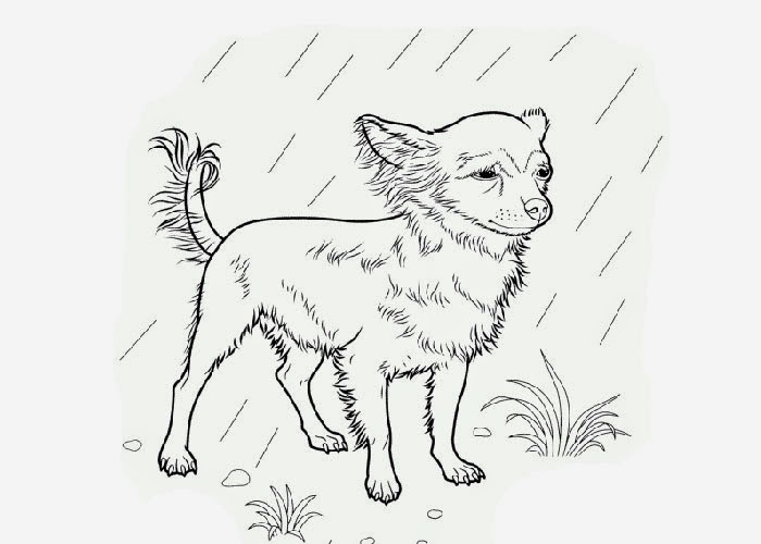 Chihuahua coloring page | Free Coloring Pages and Coloring Books for Kids