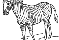 zebra color pages zebra color pages