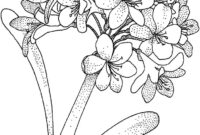 hydrangea coloring page hydrangea coloring page