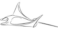 manta ray coloring page