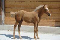 bogi wallpapers tlchargement libre bogi wallpapers tlchargement libre