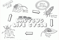 ladybug life cycle coloring page ladybug life cycle coloring page