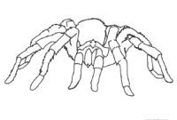free spider coloring pages free spider coloring pages