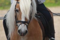 pferdehaltung kosten