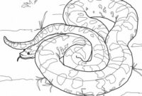 anaconda coloring pages anaconda coloring pages