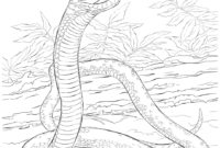 ball python coloring page ball python coloring page