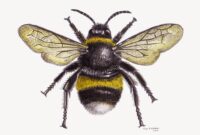 dessin abeille stylisee