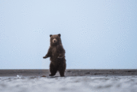 download dessin a imprimer ours gif